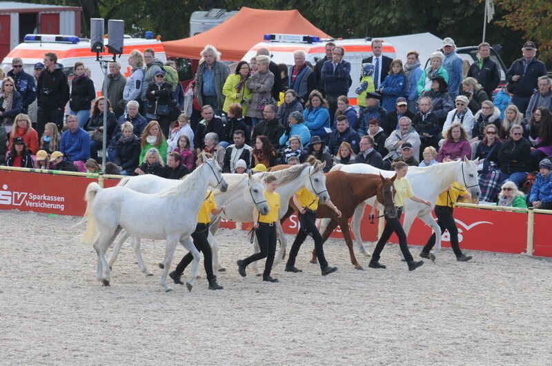 Hengstparade Marbach September 2015