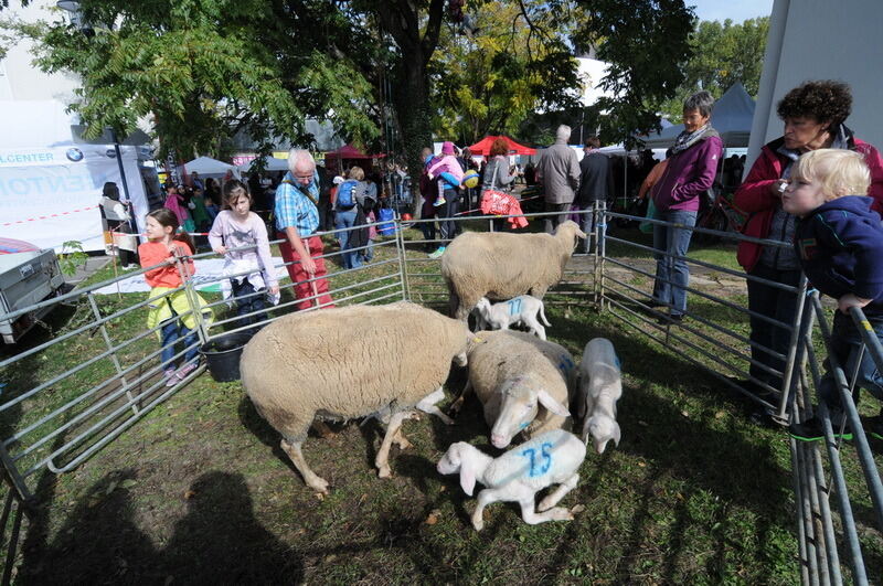 Mössinger Apfelfest 2015