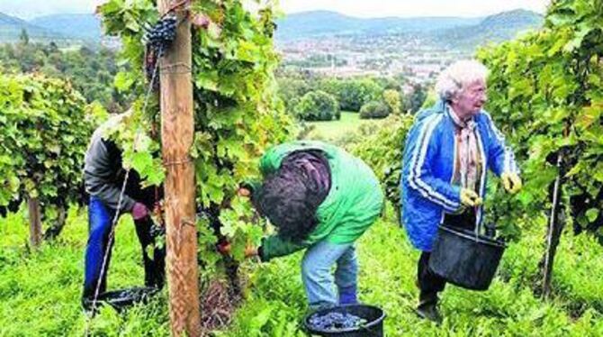 Weinlese an der Reutlinger Sommerhalde ist Schwerarbeit, lohnt sich aber. 
GEA-FOTO: HD