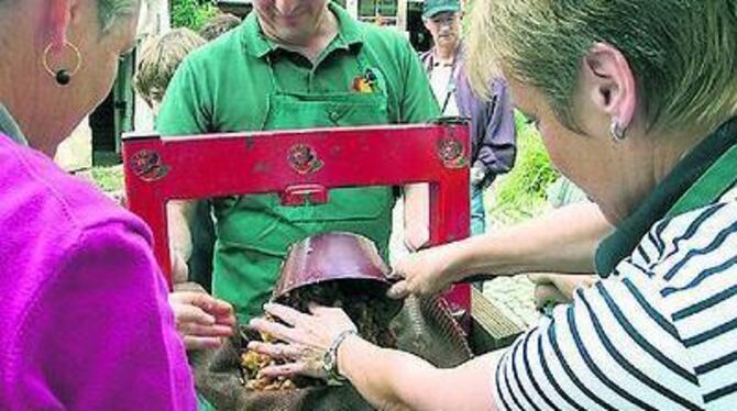 Rolf Schäfer und Frauen vom Obst- und Gartenbauverein füllen die Mostpresse mit Apfelmaische. 
GEA-FOTO: SCHEIB