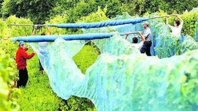 Amsel, Drossel und Star müssen draußen bleiben: Netze schützen die saftigen Trauben auf dem Reutlinger Weinberg. 
FOTO: NIETHAMM