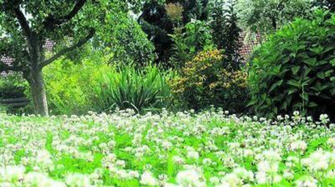 Der Rasen als Bienenweide: Bei Reinhold Holzhauer hat auch die Natur im Garten ihren Platz. 
GEA-FOTO: DEWALD