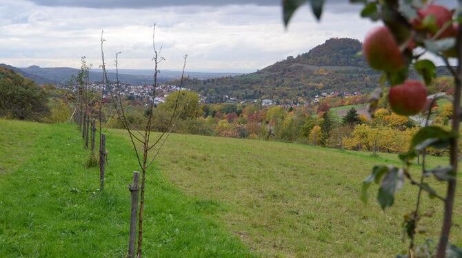 Manche tragen noch rote Früchte, doch etliche Bäumchen auf der gemeindeeigenen Obstanlage im »Kühteich« sind eingegangen.  GEA-F