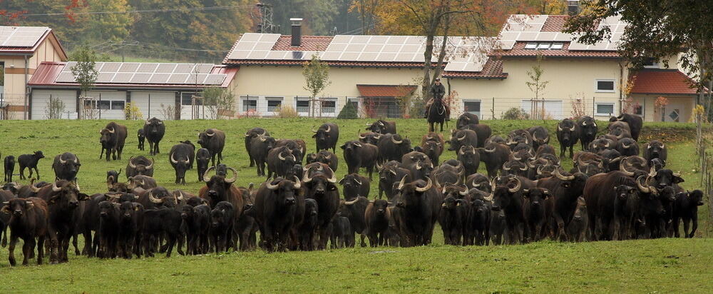 Albbüffelabtrieb in Meidelstetten 2015