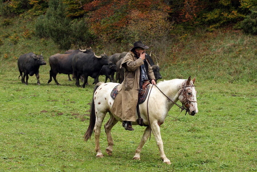 Albbüffelabtrieb in Meidelstetten 2015