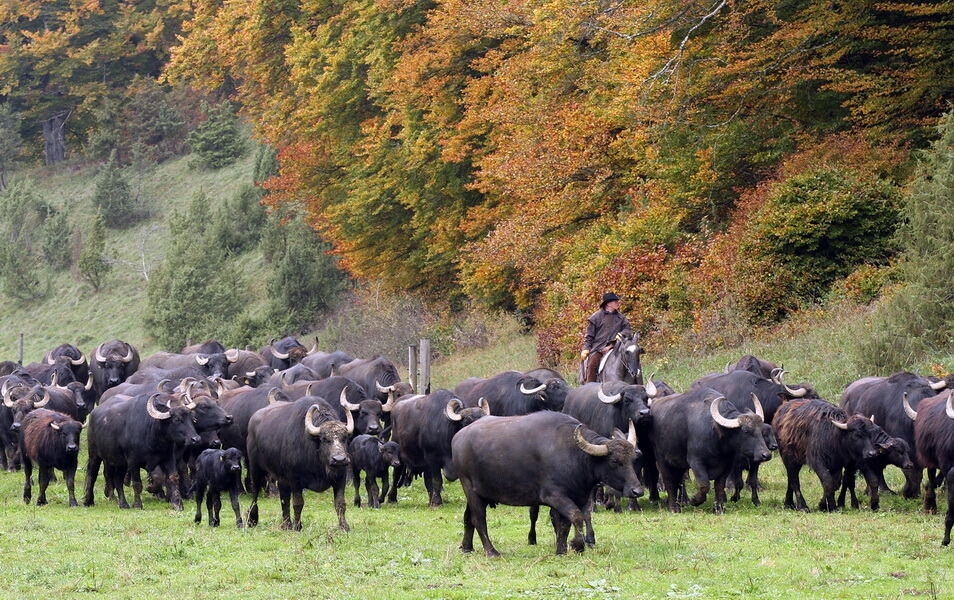 Albbüffelabtrieb in Meidelstetten 2015