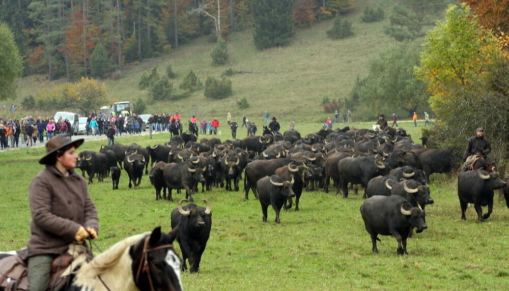 Albbüffelabtrieb in Meidelstetten 2015