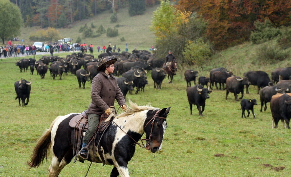 Albbüffelabtrieb in Meidelstetten 2015