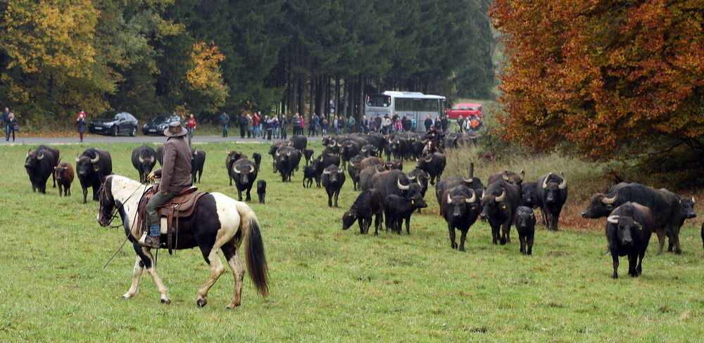 Albbüffelabtrieb in Meidelstetten 2015