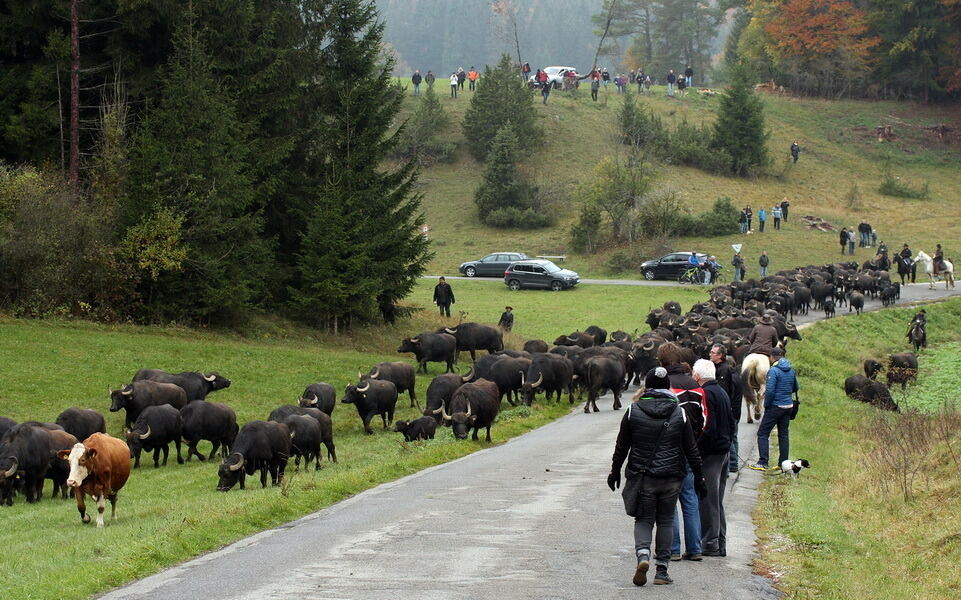 Albbüffelabtrieb in Meidelstetten 2015