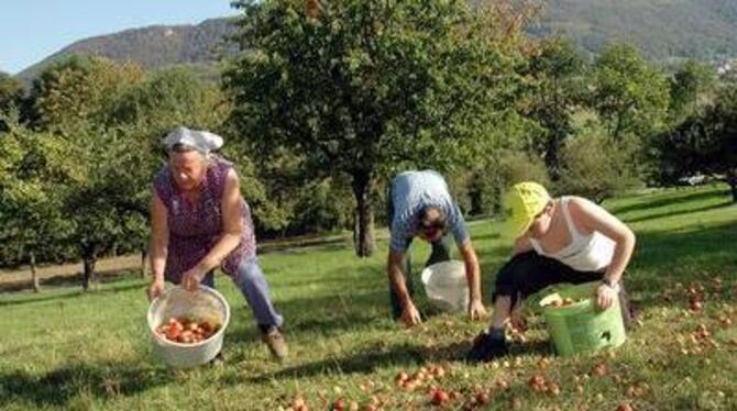 Paradiese aus Menschenhand. Doch Ernte und Pflege in Obstwiesen sind mühsam. Der Streuobstkongress in Glems entwickelte Ideen zu