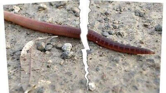 Kann man einen Regenwurm ganz locker und lustig in zwei Teile schnippeln - und beide Enden leben weiter?  FOTO: TRINKHAUS