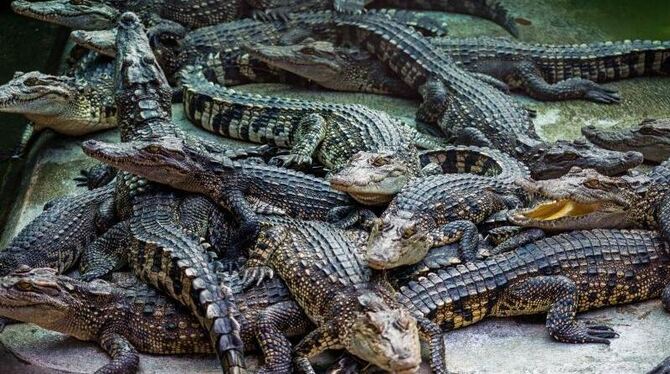 Krokodile wie diese sollen In Indonesien in Zukunft verurteilte Drogendealer bewachen. Flieht der Häftling, hat das Krokodil