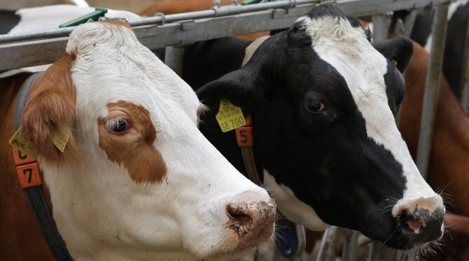 Die Landwirtschaft, insbesondere die Viehhaltung, steht im Verdacht, zu viel klimaschädliche Gase abzulassen. Der Bauernverband