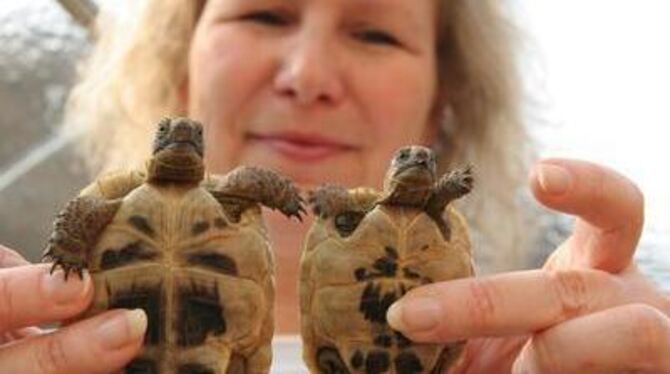 Nur für die Fotografin hebt Susanne Mühleisen ausnahmsweise ihre Schildkröten hoch, sonst lässt sie ihre Tiere weitgehend in Ruh