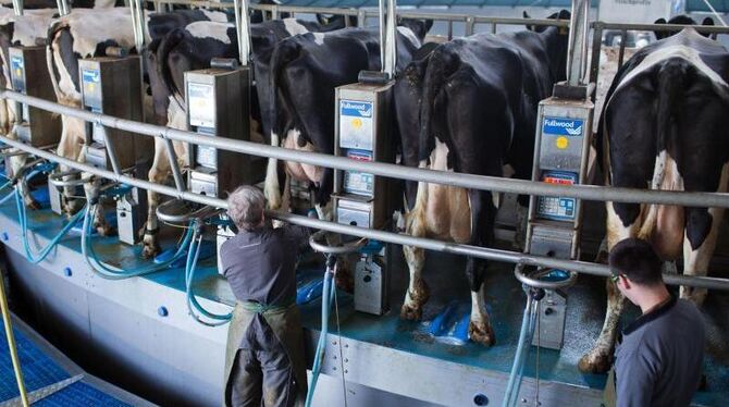 Ein Melkkarusell für 60 Tiere in Mecklenburg-Vorpommern. Die Bauern sorgen sich um ihre Überschüsse. Foto: Jens Büttner