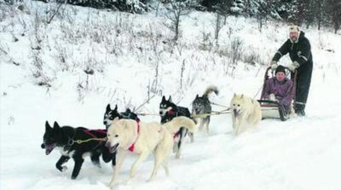 Von Huskys gezogen durch die Winterwelt gleiten: Thomas Hau ist mit seinem Gespann und einem Gast in St. Johann unterwegs. GEA-F