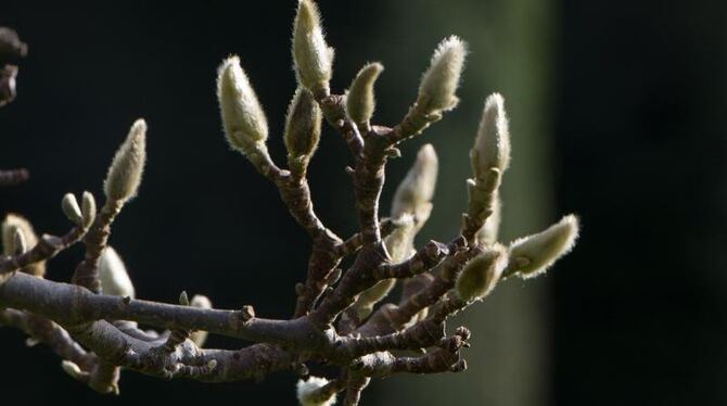 Die Magnolien des Botanischen Gartens in Stuttgart tragen wegen des milden Winters bereits sehr früh Knospen. Foto: Marijan M