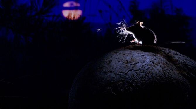 Zu sehen im Naturkundemuseum: »Die Maus, der Mond und die Mücke«, ein Foto von dem Naturfotografen Alexander Badyaev , Wildlife-