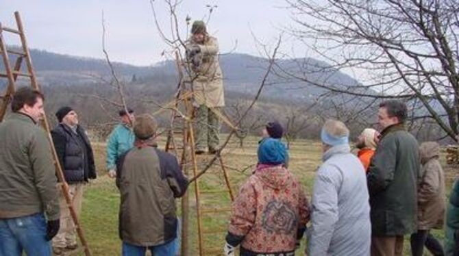 Obstbaum-Schnitt will gelernt sein: Im Februar startet das Landratsamt die nächsten Kurse. FOTO: PR