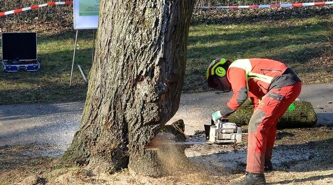 Stadtbäume leben unter erschwerten Bedingungen: Dafür werden sie aber auch mehr geliebt und beachtet als die Kollegen in Feld, W