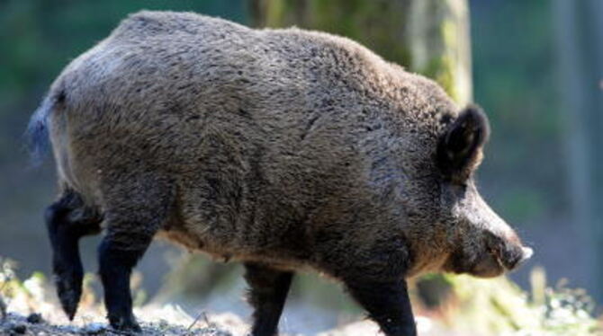 Als schweinisch fassen Jäger wie Bauern auf, was die schwer zu bejagendenWildschweine auf den Äckern der Region treiben.  FOTO: