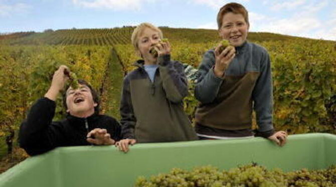 Dennis, Dominik und Marius (von links), Enkel des Dettinger Wengerters Karl Finkbeiner halfen bei der Weinlese in Neuhausen kräf