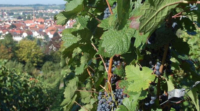 Satter Behang: rote Reben oberhalb Metzingens. ARCHIVFOTO: PFISTERER