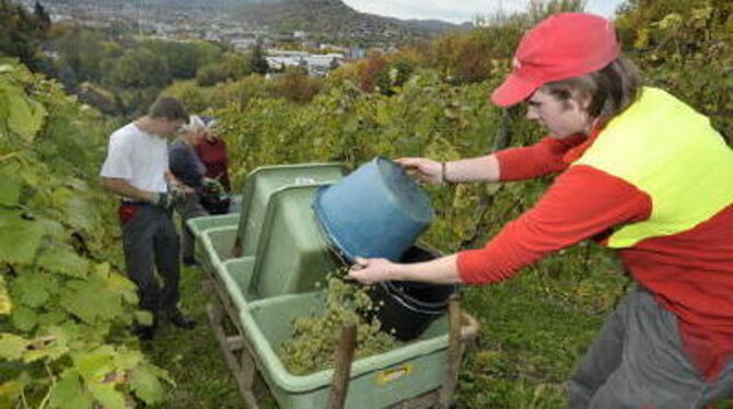 Weinlese hoch über Reutlingen auf der Sommerhalde. FOTO: MARKUS NIETHAMMER