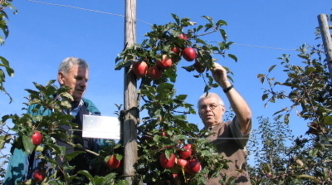 Schönes Wetter zum Fest, schöne Äpfel am Baum: Jakob Hoffmann (links) und Walter Stoll im Lehrgarten. GEA-FOTO: FÖRDER