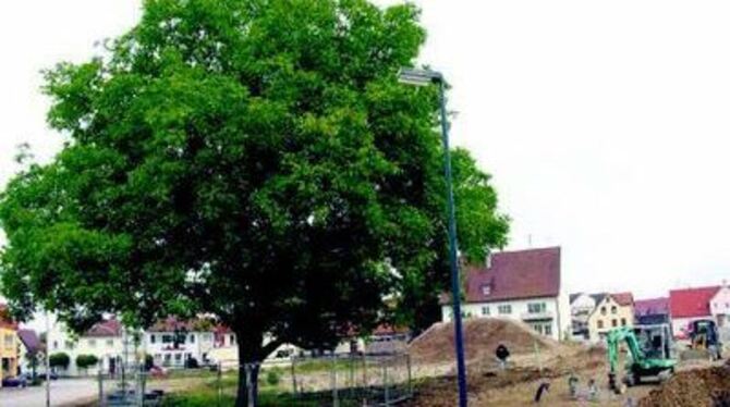 Der alte Walnussbaum soll beim Bau des Parkdecks an der Grasshopperstraße (vor dem Kinderhaus) erhalten bleiben.  
GEA-FOTO: MER