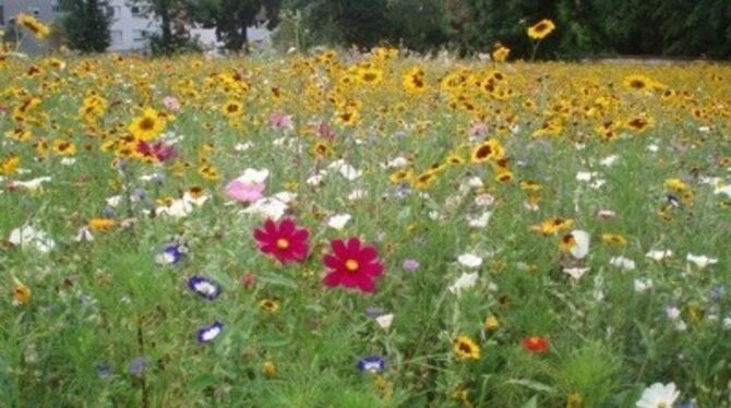 Mitten in Pfullingen: Ein Meer von Korn- und Ringelblumen, Wicken, Mohn und vielen anderen Arten.
GEA-FOTO: EITEL