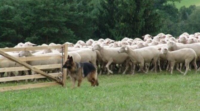 Mit einem Landesleistungshüten am Hugenberg feiert der Münsinger Schäferhundeverein sein 60-jähriges Bestehen. 
FOTO: PR