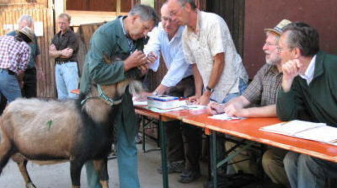 Auf das Gebiss kommt es an: Die Jury wollte es gestern genau wissen. GEA-FOTO: BARAL