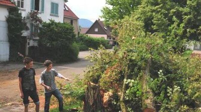 Die Reste der vom Sturm gefällten morschen Linde in der Schulstraße.
GEA-FOTO: MEYER