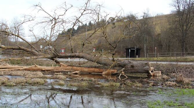 Neuer Lebensraum für Amphibien und andere im vom Biber auf Gestütsland gestalteten Abschnitt des Dolderbachs. GEA-FOTO: GEIGER