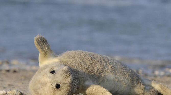 Eine junge Kegelrobbe genießt auf der sogenannten Düne vor Helgoland die Sonne. In der Nordsee hat die Wurfsaison der Kegelro