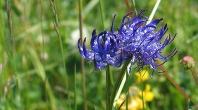 Lebensraum Blumenwiese: Eine prominente Wiesen-Persönlichkeit ist die blaue Teufelskralle. GEA-ARCHIVFOTO: DEW