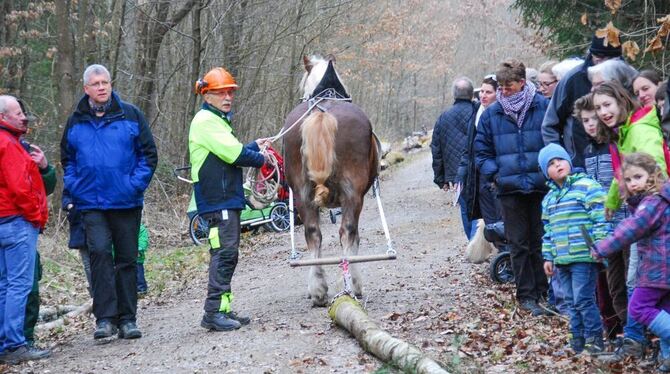 Auf großes Interesse stieß die Teamarbeit von Matthäus Pfeiffer und seinem Rückepferd beim Holzrücken im Nehrener Wald.  FOTO: E