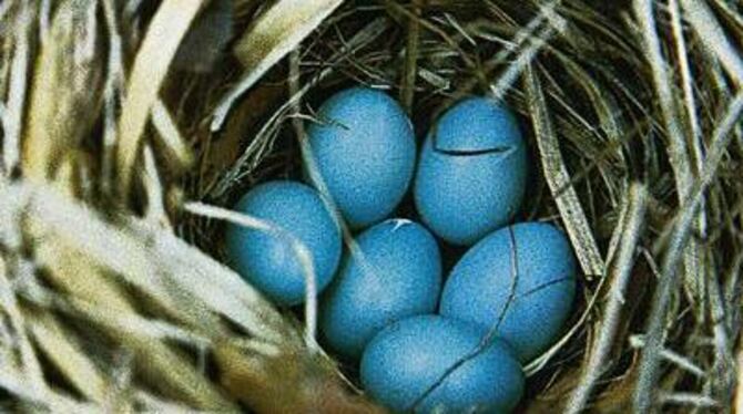 Trauerschnäpper sind Höhlenbrüter, ihre Eier haben keine Schutzfärbung.  
FOTO: EGIDIUS