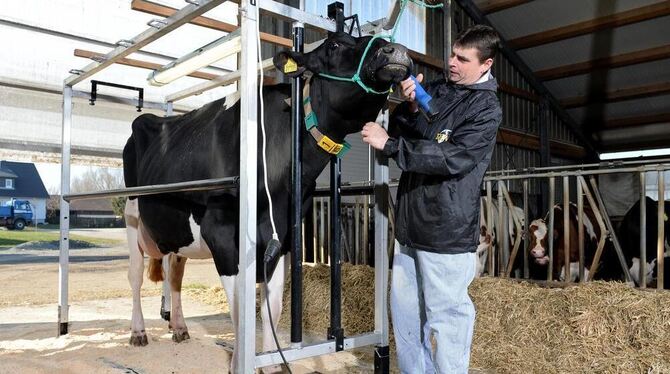 Landwirt Uwe Bauer schert in seinem Stall in Buggensegel bei Salem die Kuh Pia.