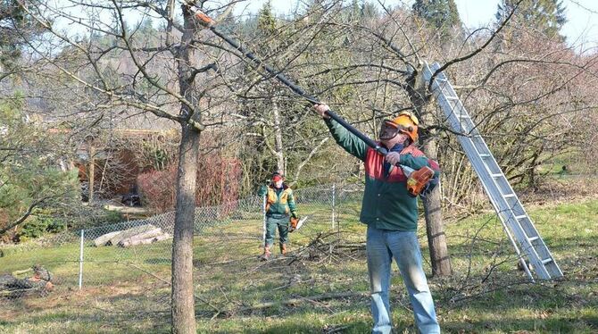 Baumwart Willi Losch bei der Arbeit: Der Schnitt wird direkt in der Mitte angesetzt, damit der Baum künftig in die Breite statt in die Höhe wächst.  GEA-FOTO: SCHÖBEL