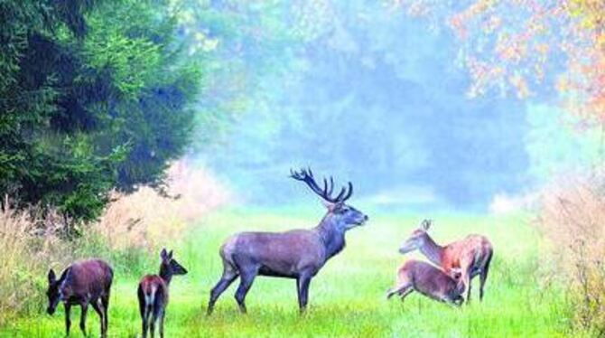 Erich Tomschi drückte im richtigen Augenblick auf den Auslöser und beeindruckte die Naturpark-Fachleute.
FOTO: TOMSCHI