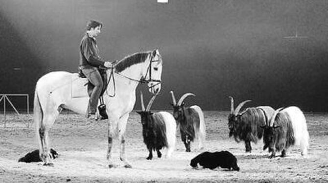 Zu den Höhepunkten aus Reitsport und Zucht zeigen Border Collies, wie sie Walliser Schwarzhalsziegen hüten.  FOTO: KRÜGER