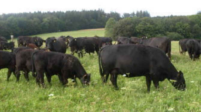 Angusrinder auf der Schwäbischen Alb. FOTO: PR