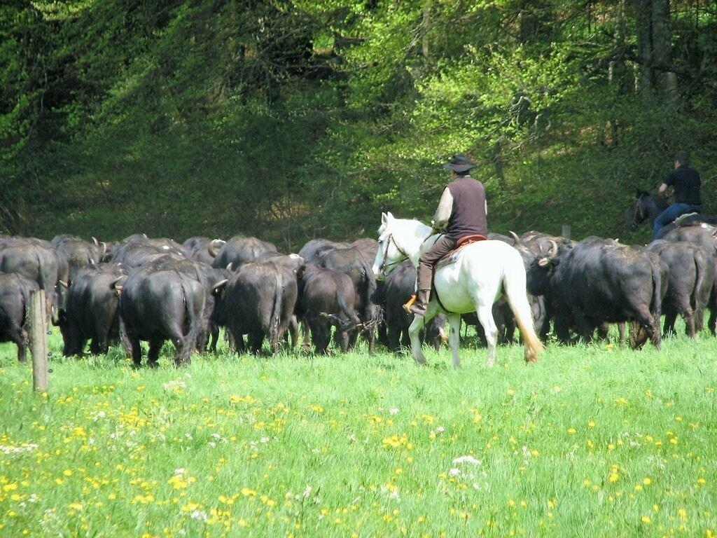 Frühlingsfreude für die Albbüffel