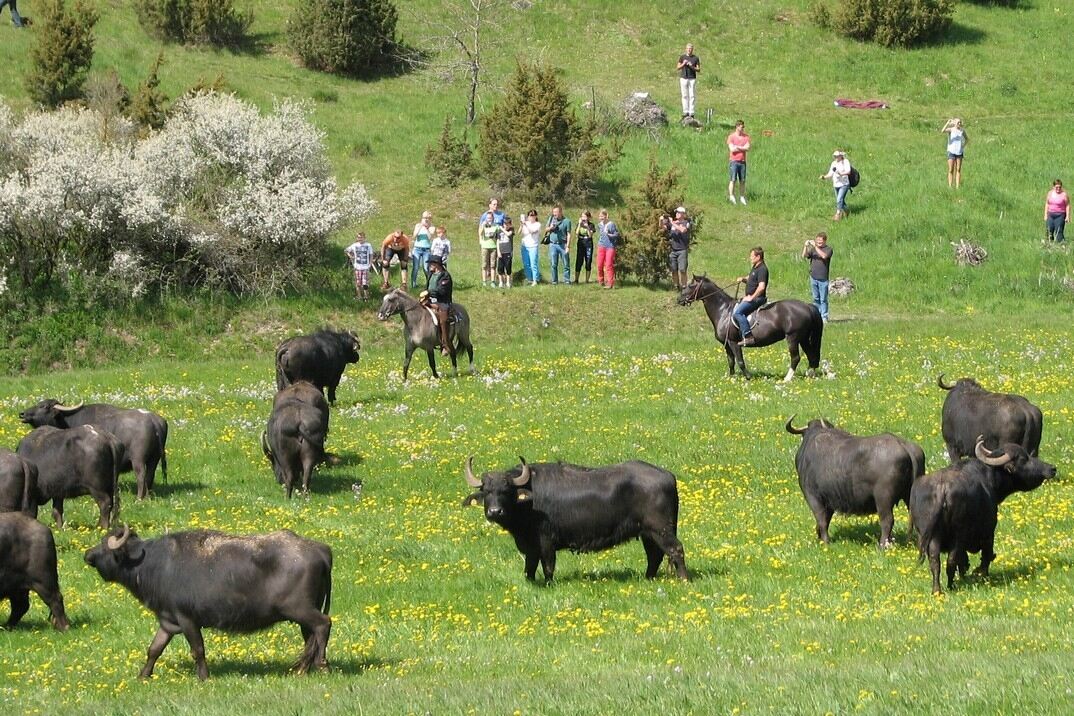 Frühlingsfreude für die Albbüffel