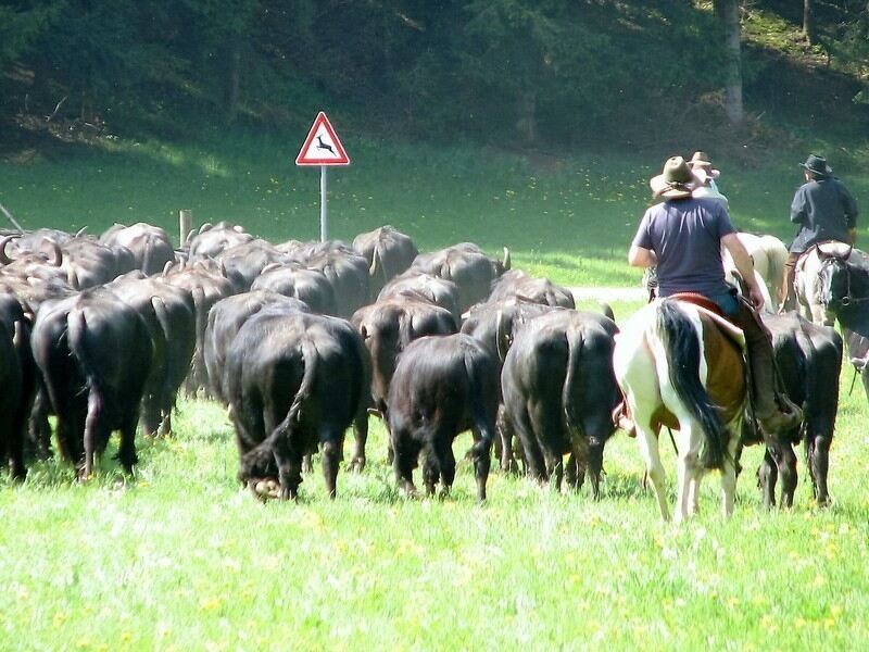 Frühlingsfreude für die Albbüffel