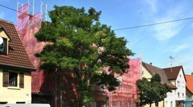 Gerüst und Abdeckplanen sollen Passanten vor bröckelndem Putz schützen: Ohmenhausens alte Schule. 
GEA-FOTO: HD