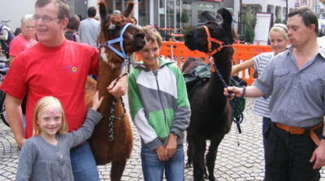 Zwei Lamas waren eine der Hauptattraktionen beim großen Diakoniefestival am Sonntag in Metzingen.  FOTO: BÖRNER